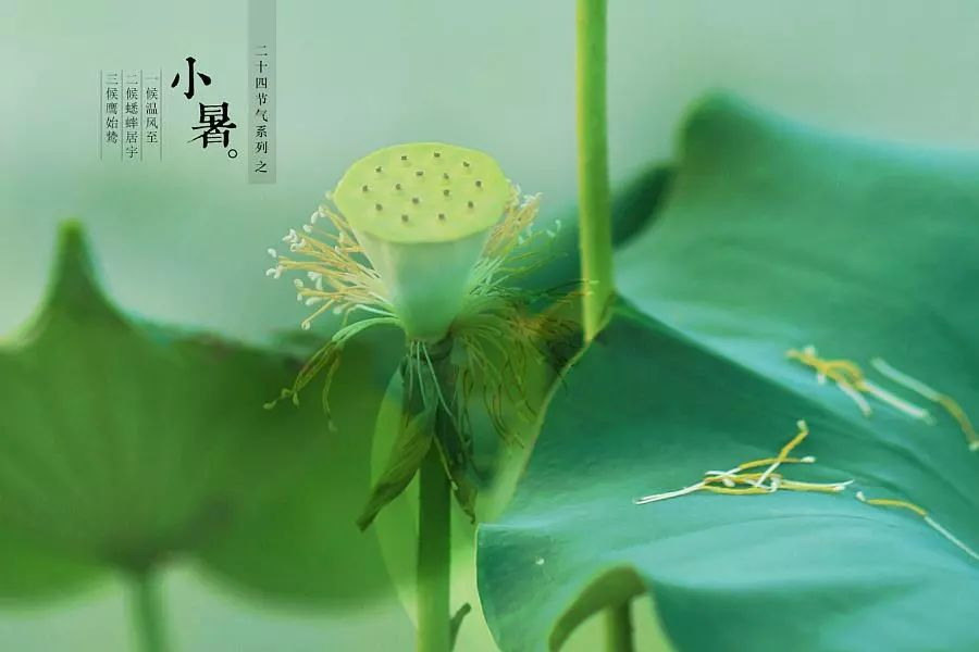 倏忽溫風(fēng)至，因循小暑來(lái)!